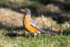 American Robin (Turdus migratorius)