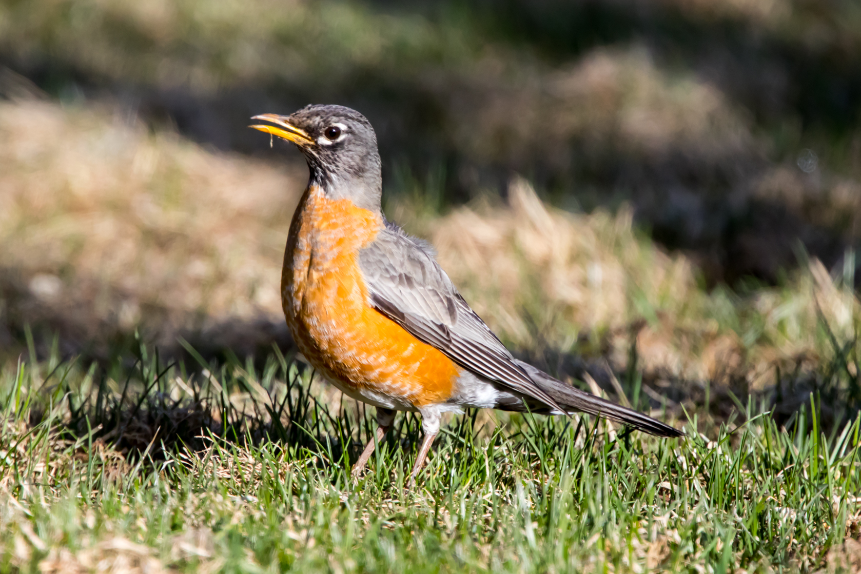 Photo of American Robin