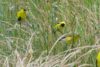 American Goldfinch (Spinus tristis)