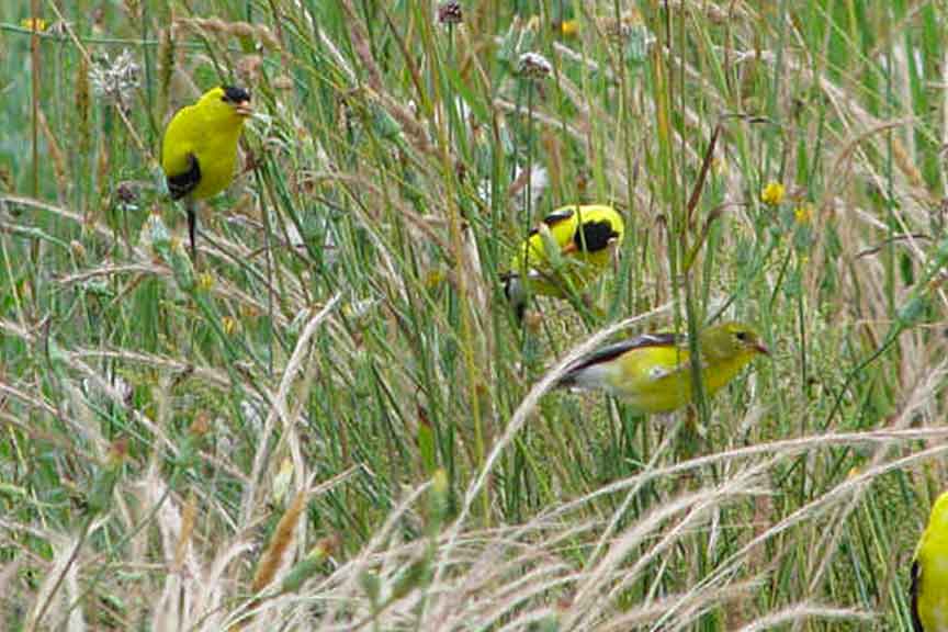 American Goldfinch - U.S. Fish and Wildlife Service