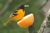 Baltimore Oriole (Icterus galbula)