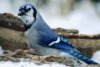 Blue Jay (Cyanocitta cristata)