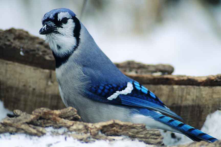 Blue Jay - Wisconsin Department of Natural Resources