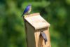 Bluebird Trail