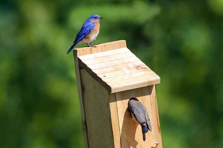 Bluebird House - ptgbirdlover
