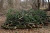 Brush Pile