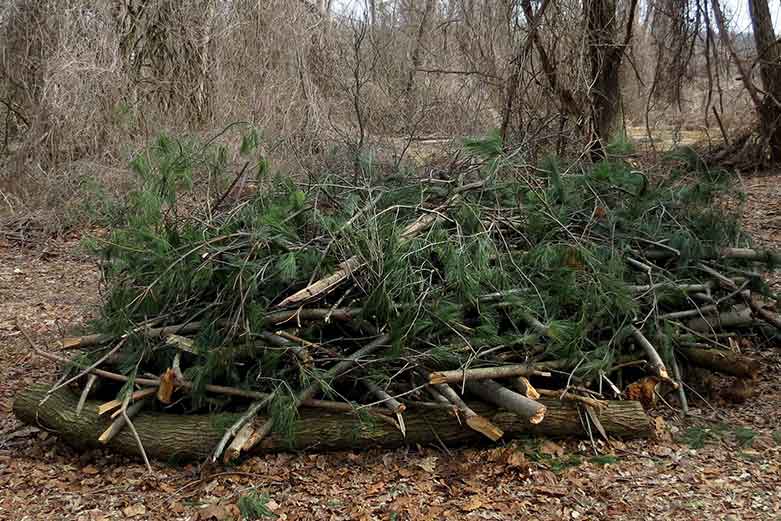Brush Pile - Brian Henderson
