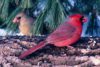Northern Cardinal (Cardinalis cardinalis)