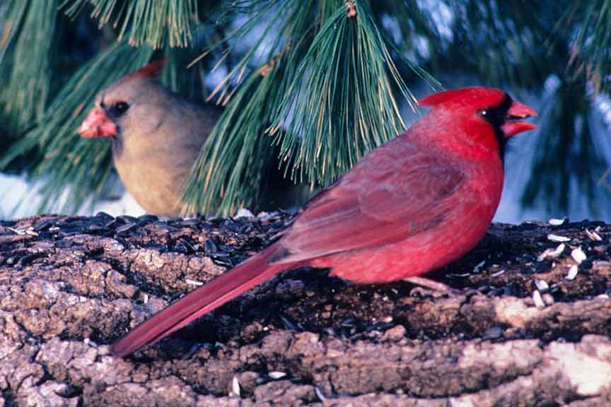 Cardinals - Wisconsin Department of Natural Resources