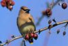 Cedar Waxwing (Bombycilla cedrorum)