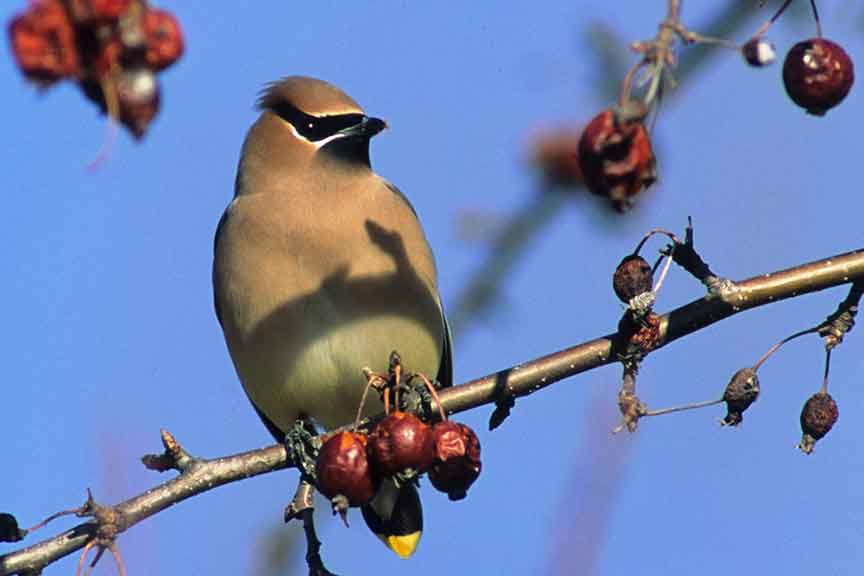 Cedar Waxwing - Wisconsin Department of Natural Resources