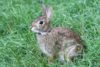 Eastern Cottontail Rabbit (Sylvilagus floridanus)