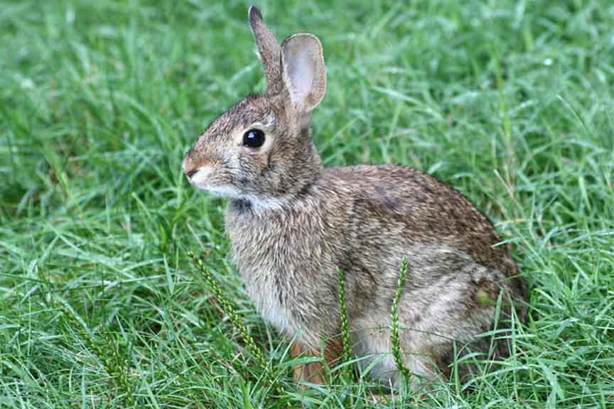 Eastern Cottontail Rabbit - ragesoss
