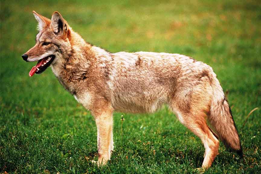 Coyote - Wisconsin Department of Natural Resources