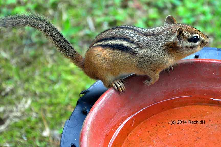 Eastern Chipmunk - RachidH