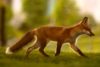 Red Fox (Vulpes vulpes)