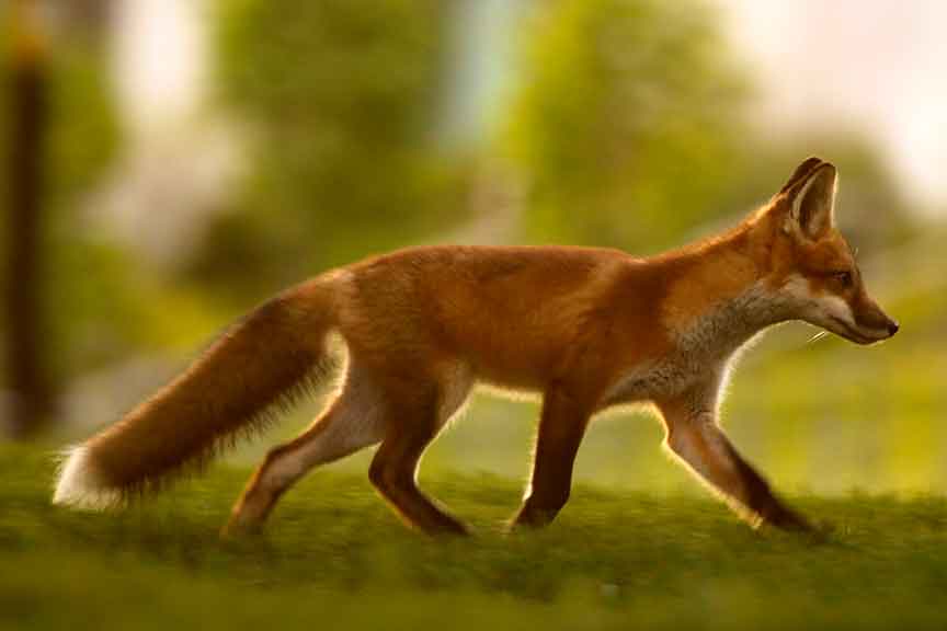 Red Fox - Phil Smith