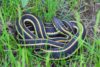 Eastern Garter Snake (Thamnophis sirtalis)