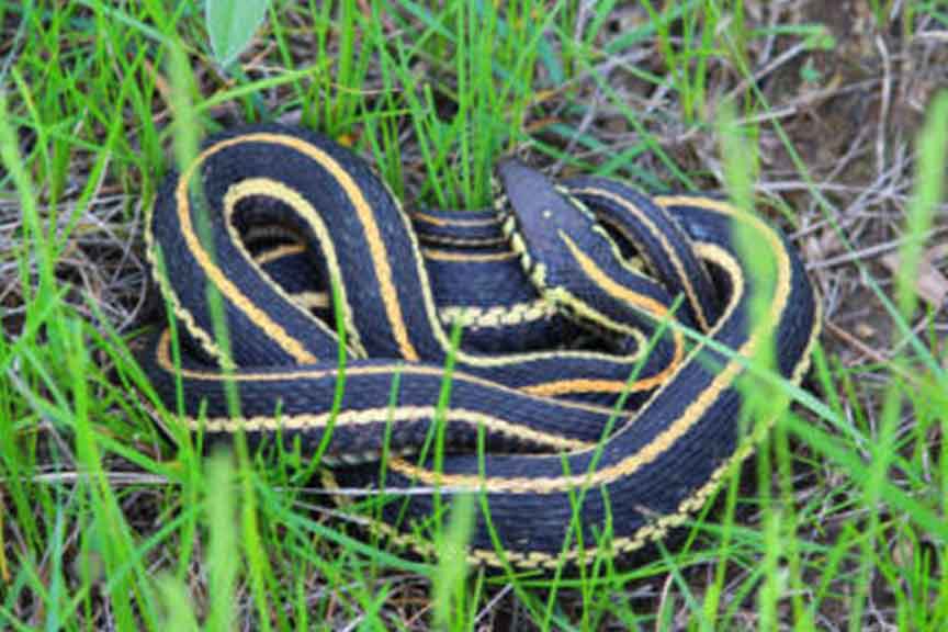 Eastern Garter Snake - U.S. Fish and Wildlife Service