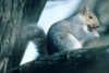 Eastern Gray Squirrel (Sciurus carolinensis)