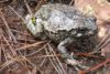 Gray Treefrog (Hyla versicolor)