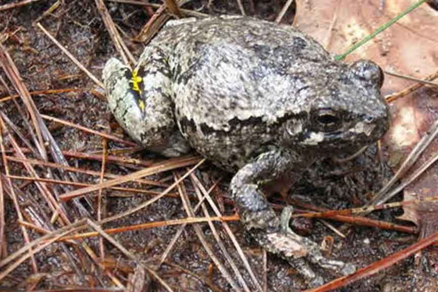 Gray Tree Frog - U.S. Fish and Wildlife Service
