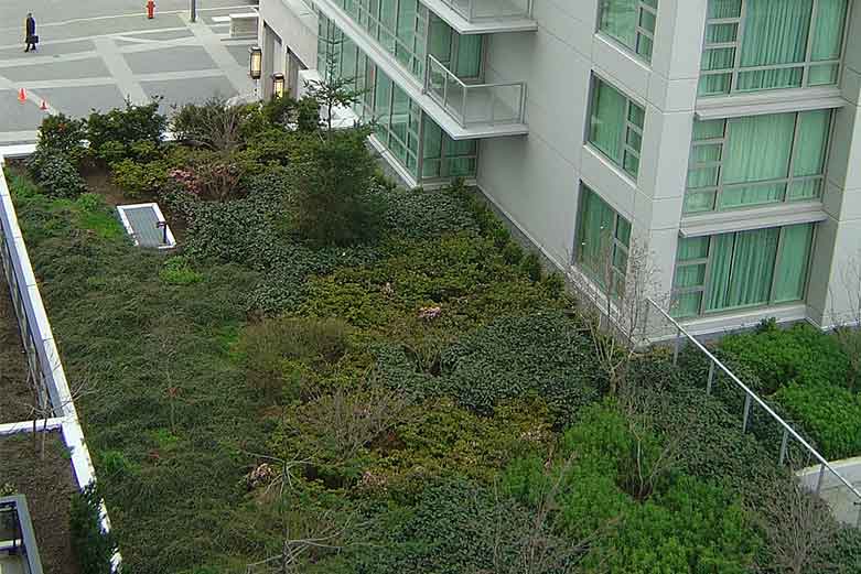 Green Rooftop