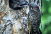 Northern Flicker (Colaptes auratus)