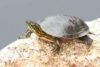 Painted Turtle (Chrysemys picta)