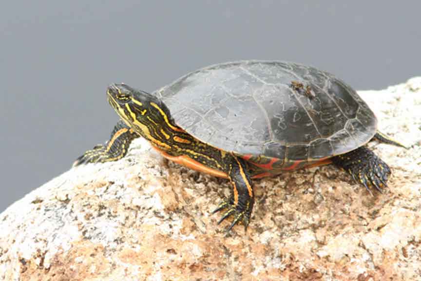 Painted Turtle - Tom Prestby