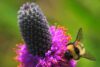 Native Plantings