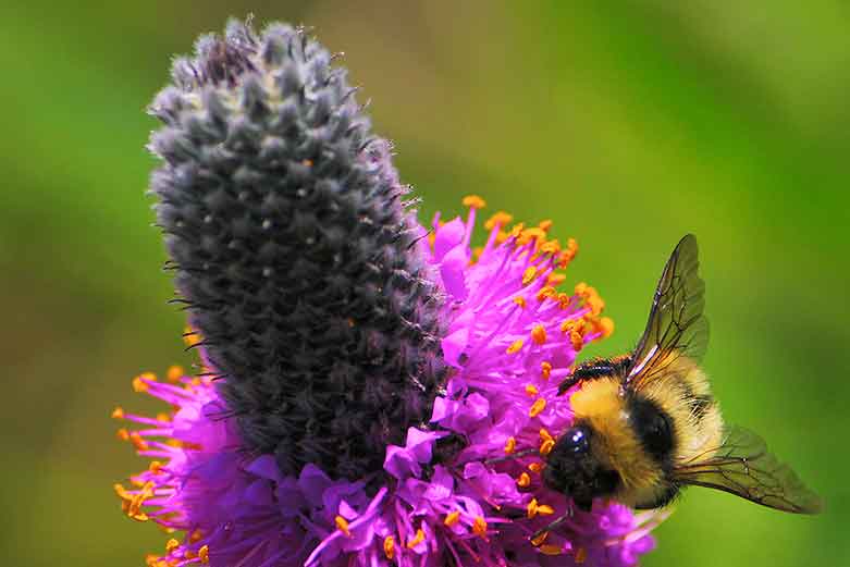 Purple Prairie Clover - Dan Mullen