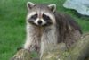 Raccoon (Procyon lotor)