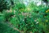Rain Garden