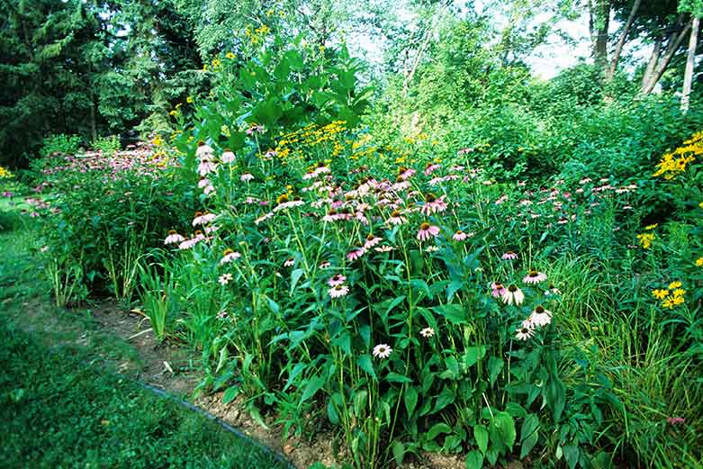 Rain Garden