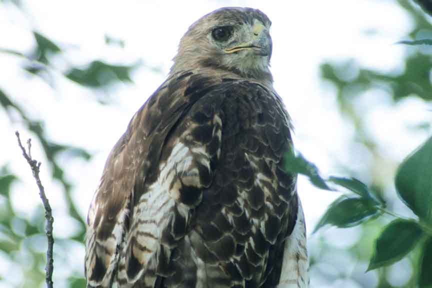 Red Tailed Hawk - Wisconsin Department of Natural Resources