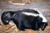 Striped Skunk (Mephitis mephitis)