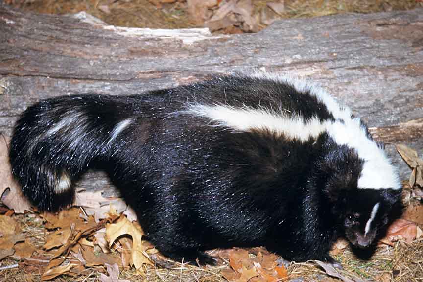 Skunk - Wisconsin Department of Natural Resources