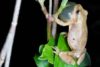 Spring Peeper (Pseudacris crucifer)