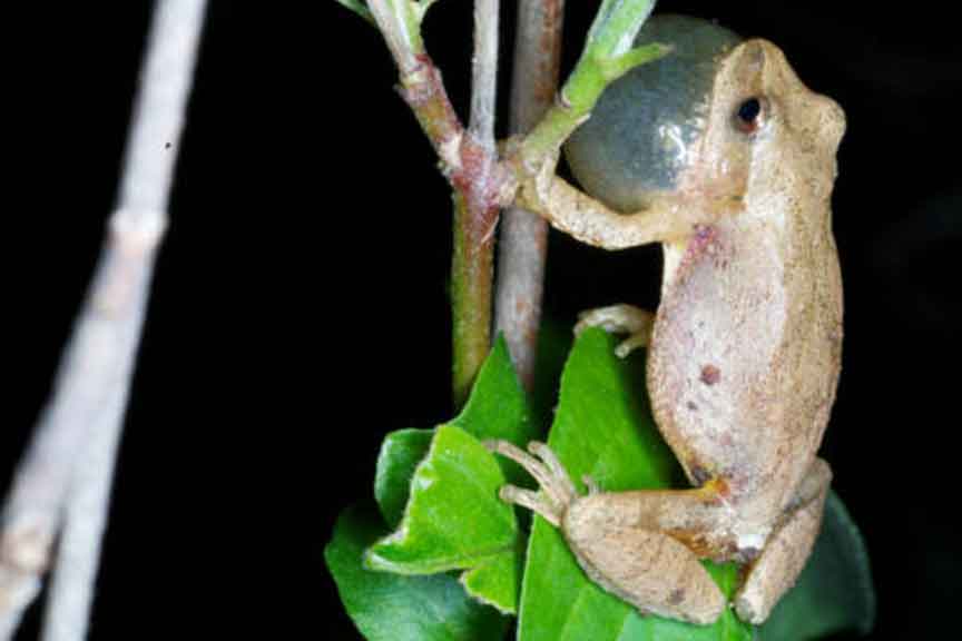 Spring Peeper - U.S. Fish and Wildlife Service
