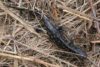 Tiger Salamander (Ambystoma tigrinum)