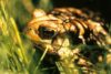 American Toad (Anaxyrus americanus)