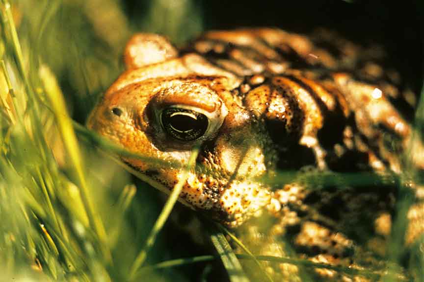 American Toad - Wisconsin Department of Natural Resources