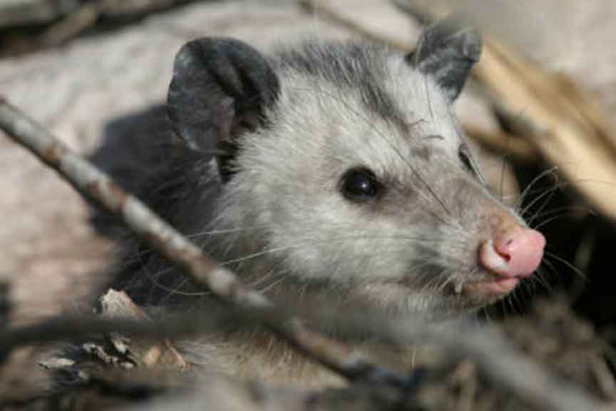 Virginia Opossum - U.S. Fish and Wildlife Service