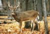 White-tailed Deer (Odocoileus virginiananus)