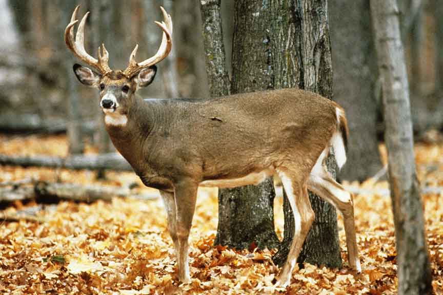 White Tailed Deer - Wisconsin Department of Natural Resources