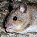 house mouse, Photo Credit: Florean Fortescue