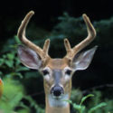 White-tailed deer, Photo Credit: Jeffrey J. Strobel