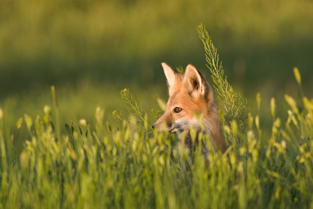 Red Fox