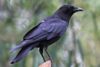 American Crow (Corvus brachyrhynchos)